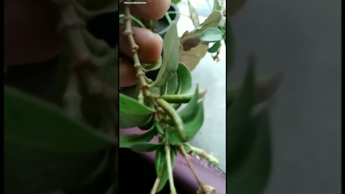 How To Grow Sadabahar From Seeds | Vinca Plant | Vikas Gardening | #shorts #vinca How To Grow Sadabahar From Seeds | Vinca Plant | Vikas Gardening | #shorts #vinca