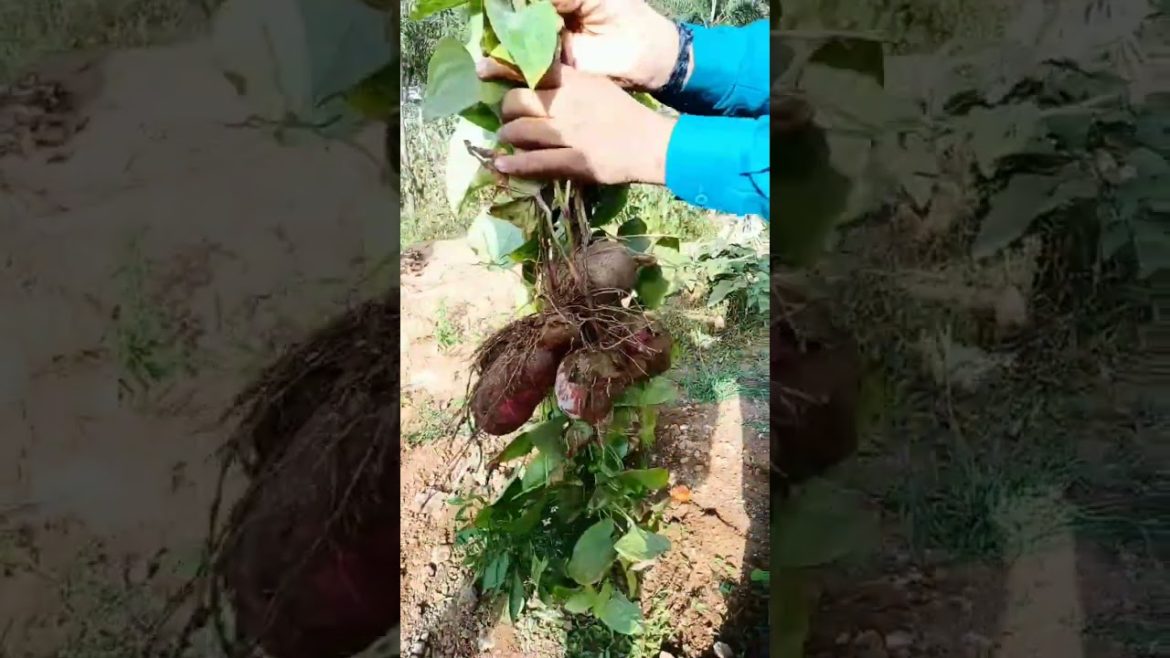 harvesting yam from my kitchen garden #shorts