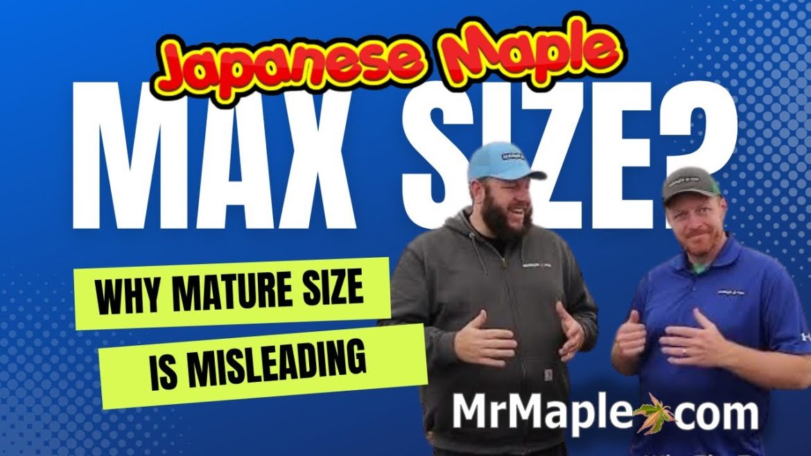 Why "Mature Height" Is Misleading With Japanese Maples