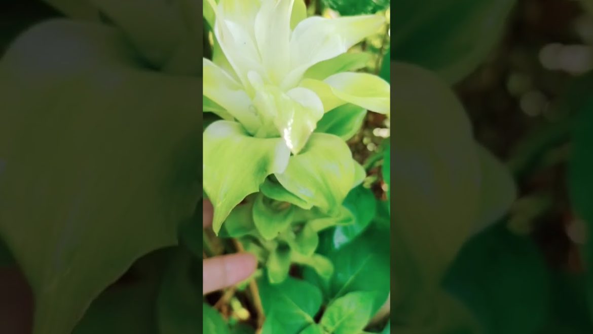 Turmeric flowers/luyang dilaw. Exploring their culinary use. πβΊοΈπΏπ± #plants #gardening #shorts Turmeric flowers/luyang dilaw. Exploring their culinary use. πβΊοΈπΏπ± #plants #gardening #shorts