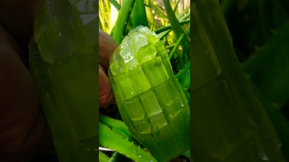 organic alovera 🥰😍 home gardening tips 🤔