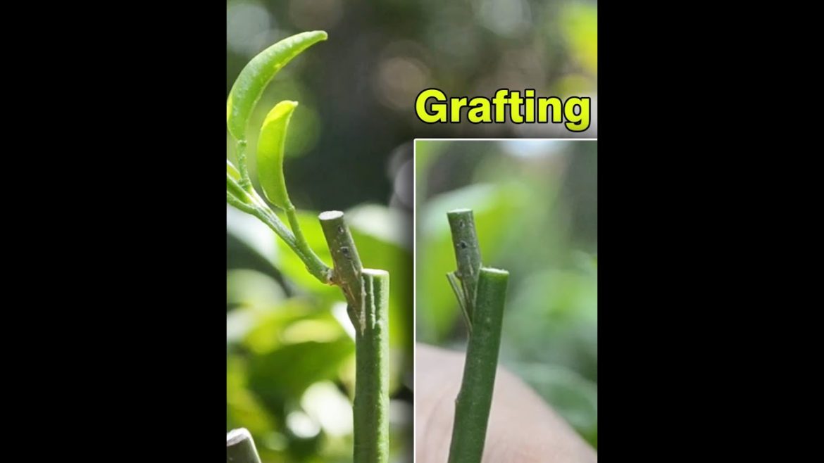 How to grafting your plant in backyard garden