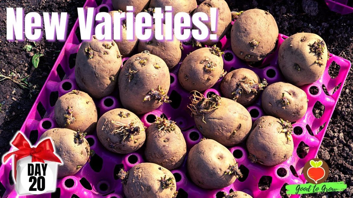 New Year, New SEED Potato varieties! WOOD PRAIRIE FARM – and it's DAY 20 of our 31 days of giving New Year, New SEED Potato varieties! WOOD PRAIRIE FARM - and it's DAY 20 of our 31 days of giving
