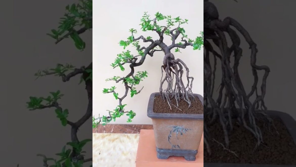 Bonsai Making From Branch Cutting Best of Japanese National Bonsai exhibition #bonsai #shorts