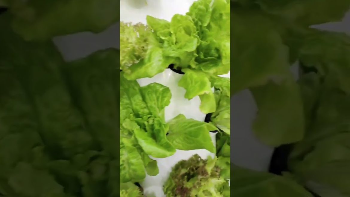 6P7 Hydroponic Tower System 6P7 Hydroponic Tower System