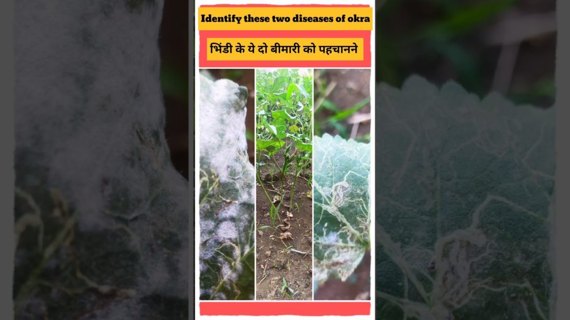 #shorts#gardening tips & home gardening#garden ideas care & plant disease control at kitchen garden