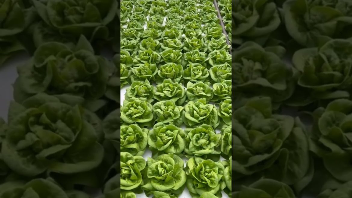 Huge Cabbage farming #short #shortsfeed #gardening @FarmGardening Huge Cabbage farming #short #shortsfeed #gardening @FarmGardening