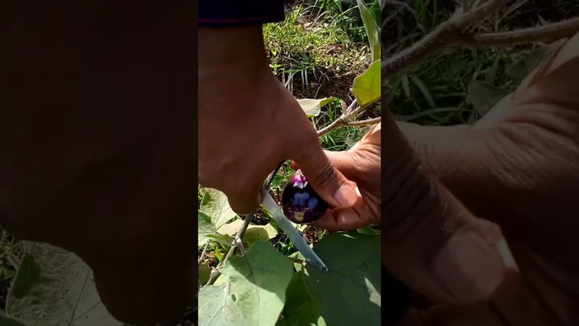 Cutting brinjal in my kitchen garden #shorts