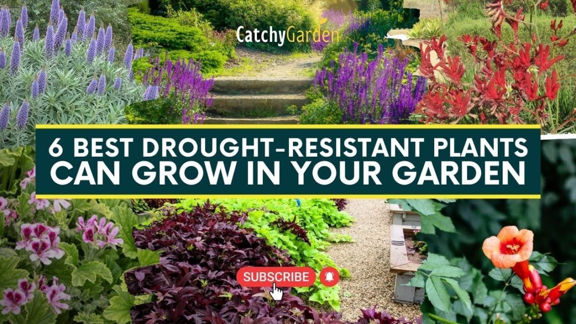 6 Best Drought Resistant Plants Can Grow In Your Garden 🌸🌺