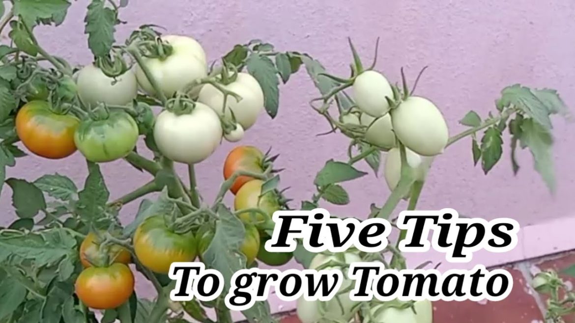 Tips To Grow Tomatoes/Abi Garden