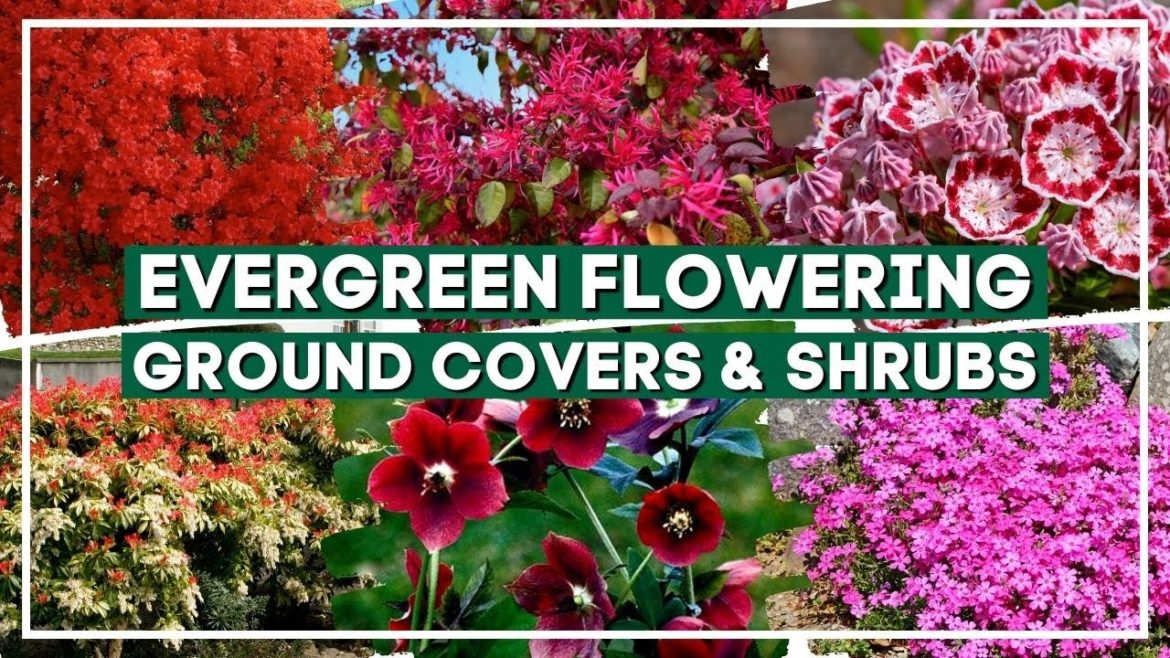 Top 10 Gorgeous Evergreen Flowering Ground Covers and Shrubs πΊ πΈ πΌ Top 10 Gorgeous Evergreen Flowering Ground Covers and Shrubs πΊ πΈ πΌ