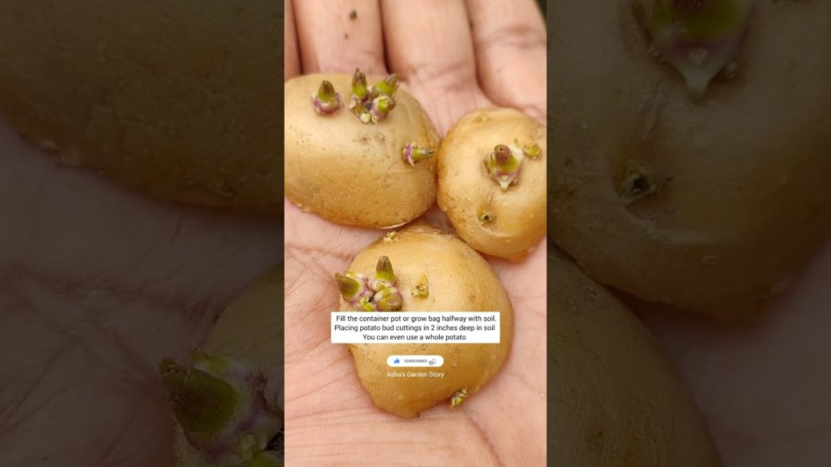 Grow Organic Potatoes At Home|Container Gardening|आलू बोयें गमले में|#ashasgardenstory#shorts