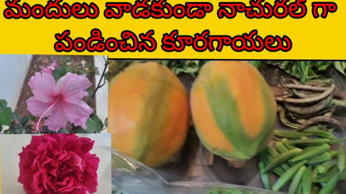 BIG HARVEST IN GARDEN | organic harvests || TELUGU GARDEN VLOG/ammalokam/vennela talks/new gardener