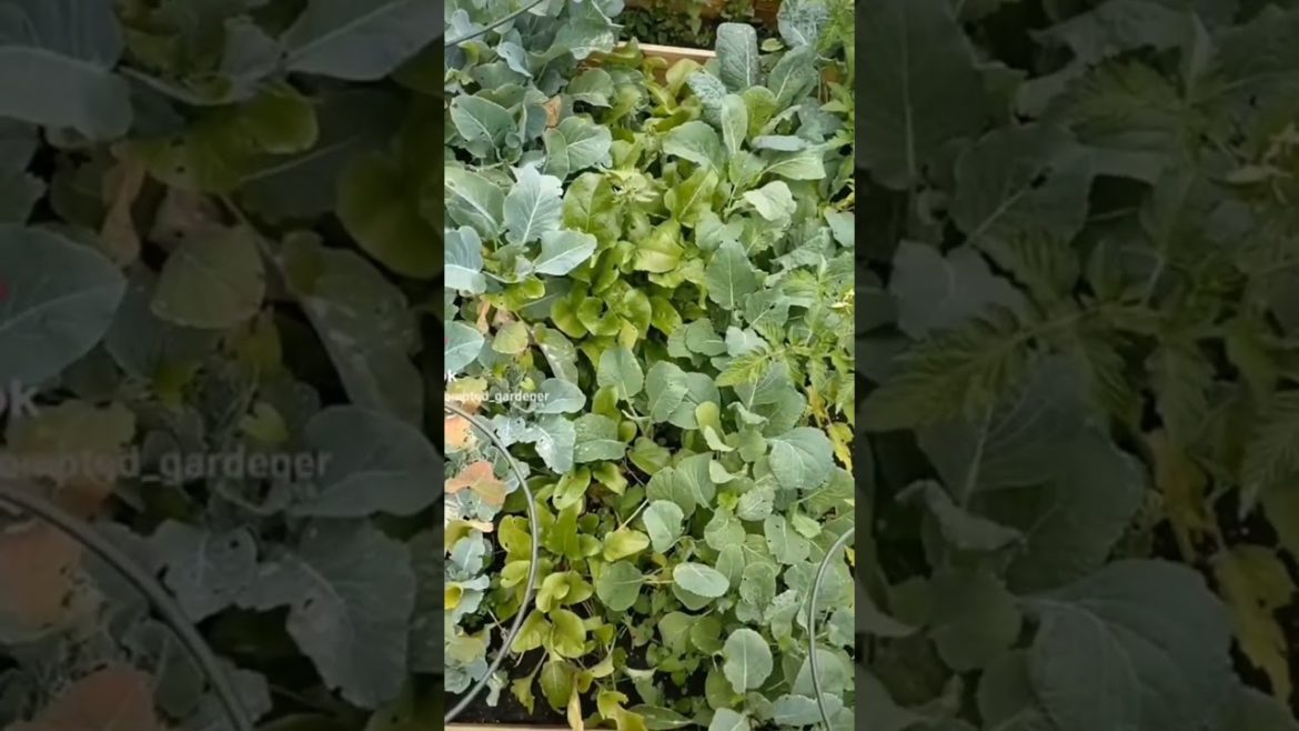 vegetable gardening vegetable gardening Pumpkin and Priscilla are turning into right Divas haha 😂� vegetable gardening vegetable gardening Pumpkin and Priscilla are turning into right Divas haha 😂�