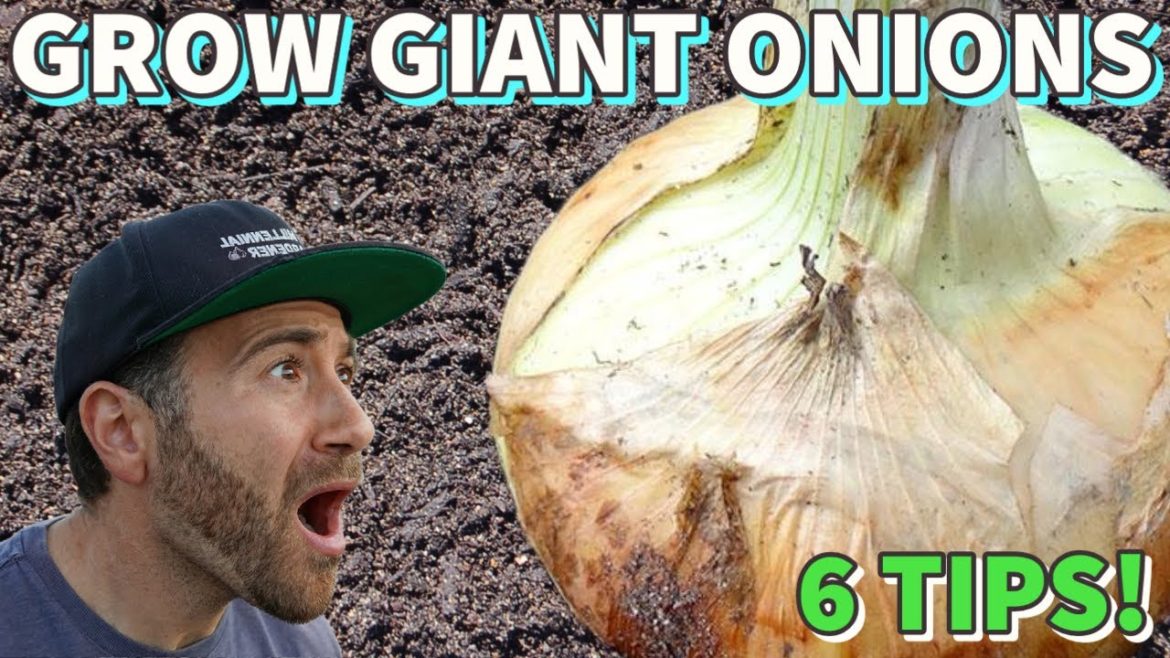 6 GENIUS Tips To Grow The BIGGEST Onions EVER!
