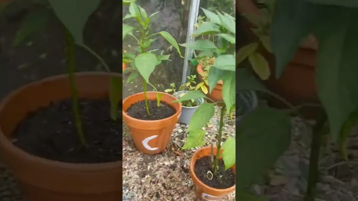 vegetable gardening vegetable gardening Monday humour π
πΆοΈ and progress on my chillies #chili #ch vegetable gardening vegetable gardening Monday humour π
πΆοΈ and progress on my chillies #chili #ch