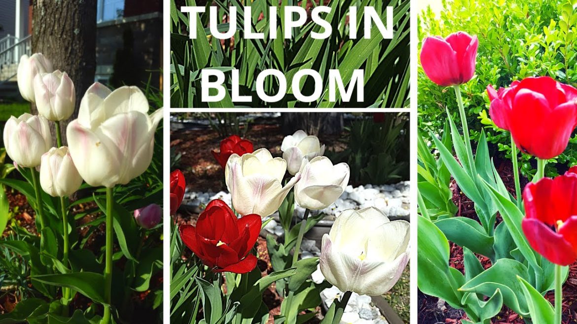 TULIPS IN BLOOM IN OUR SMALL FRONT YARD GARDEN | ZONE 5A CANADA