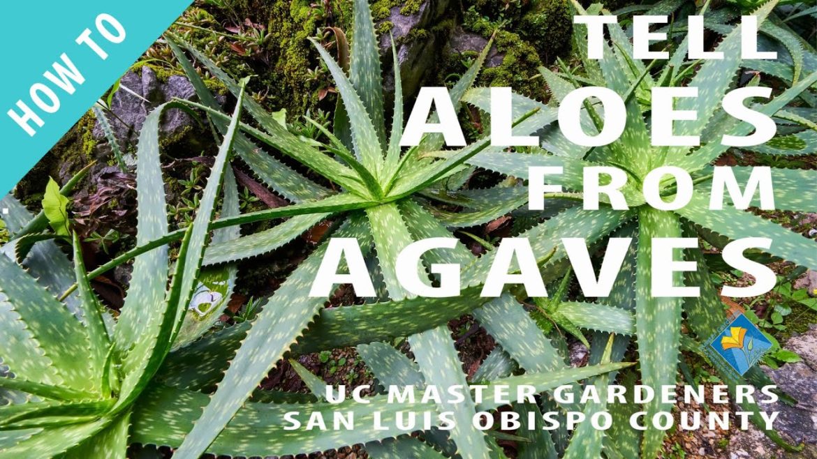How to Tell Aloes from Agaves