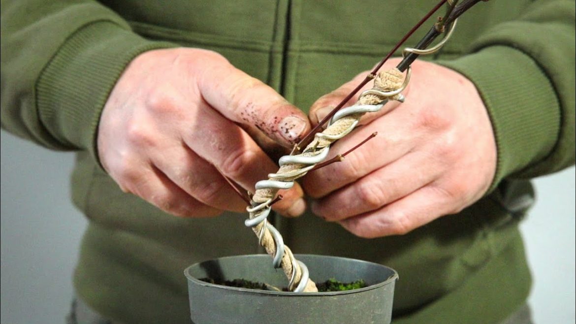 Turning young Japanese maples into bonsai - the first steps