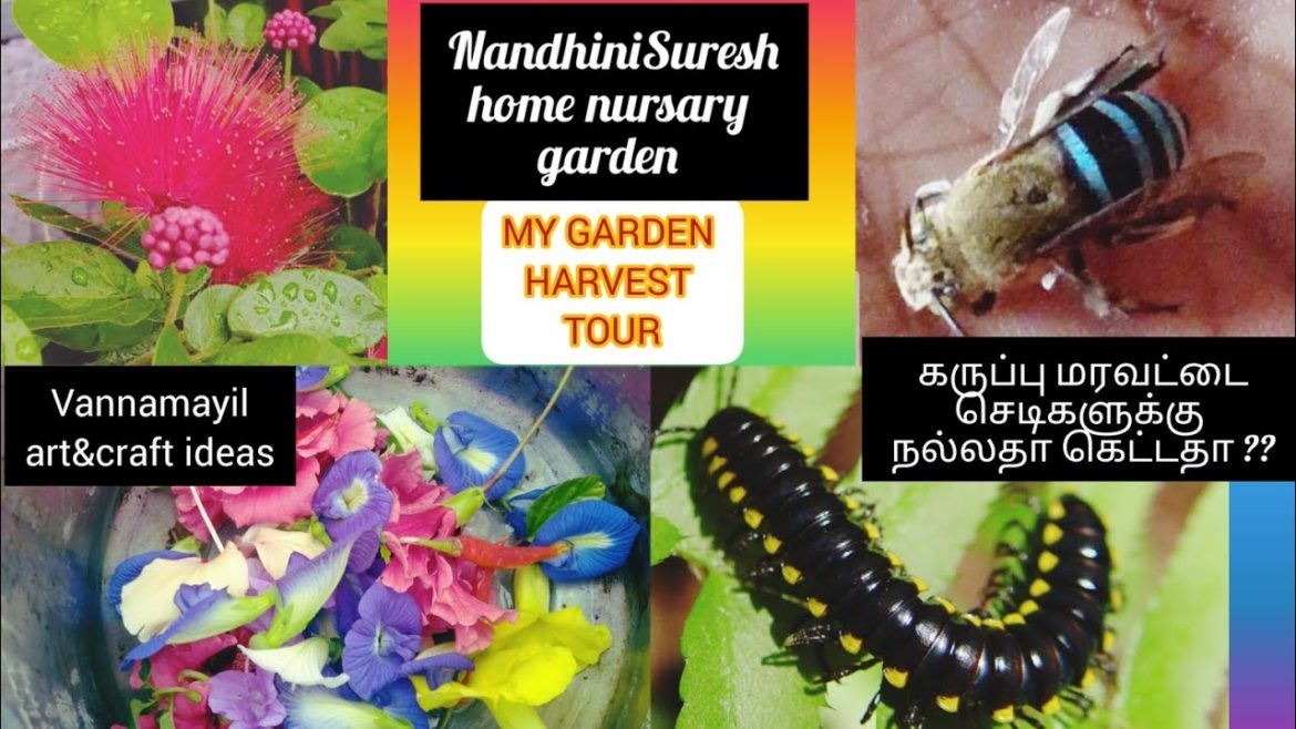 My garden harvest & tips