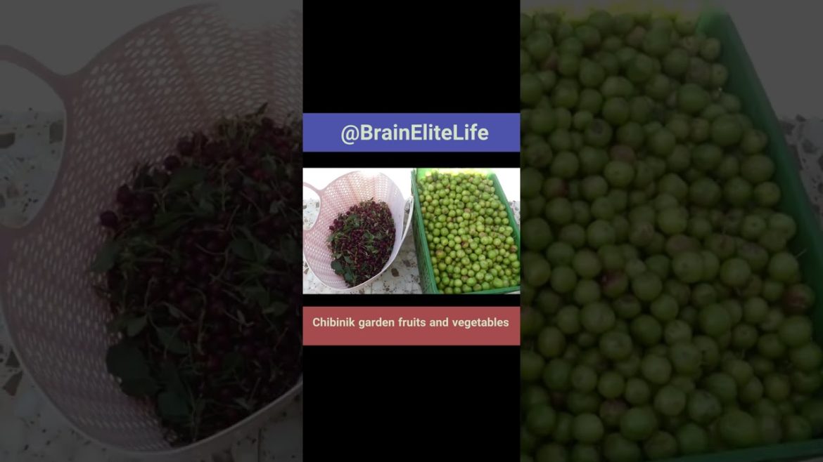 Chibinik garden fruits and vegetables #Shorts