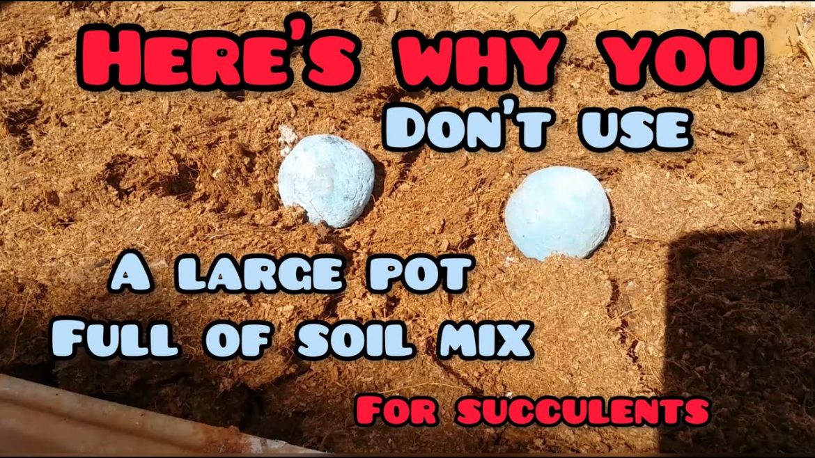 || DO NOT USE A LARGE POT FULL OF SOIL MIX FOR SUCCULENTS || SUCCULENT CARE TIPS ||