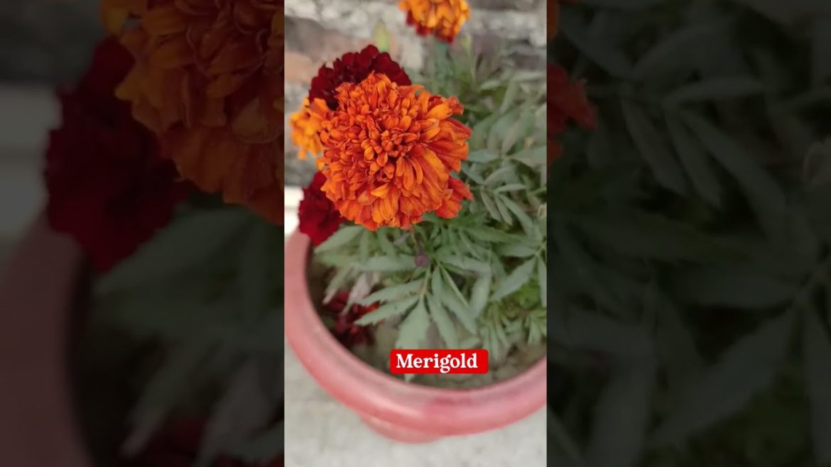 red merigold plants grow in January #merigold #shortsvideo