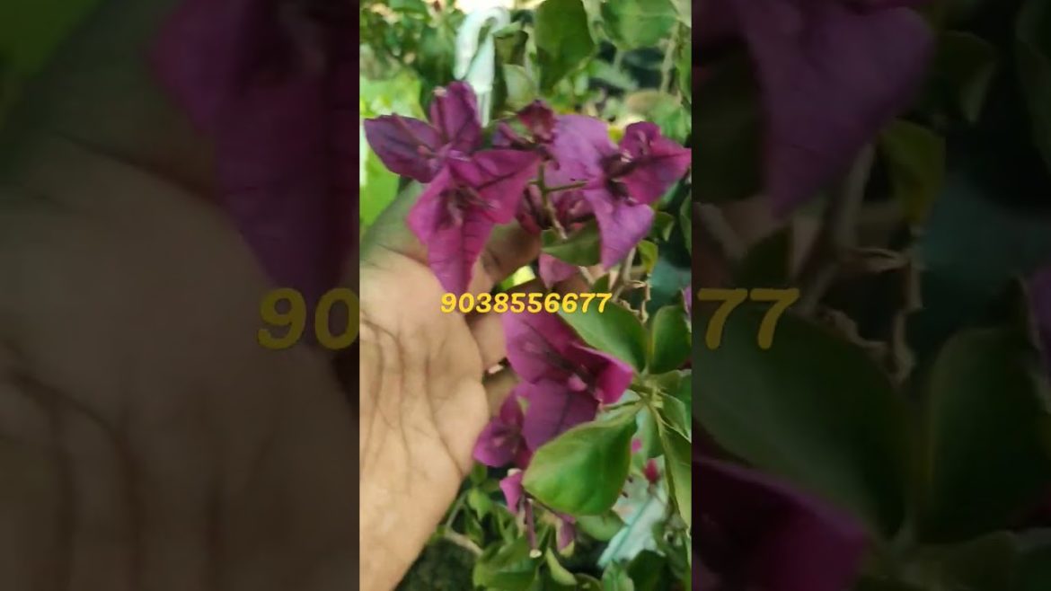 Deepest Purple Bougainvillea plant Nursery Kolkata