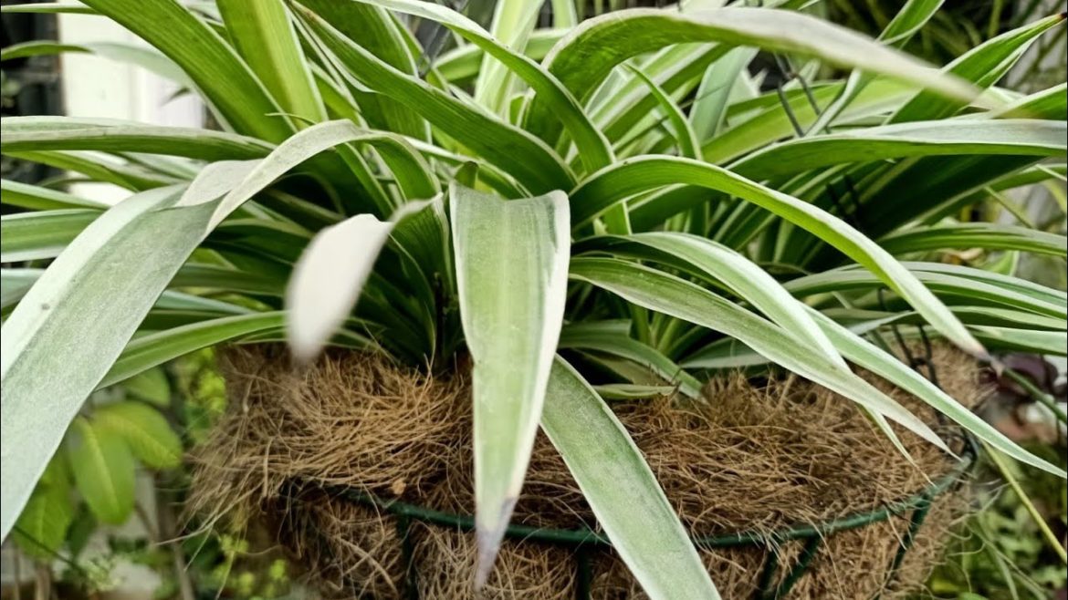 Make Spider Plant Hanging Basket this Feb.//Steps shown & 6 months update