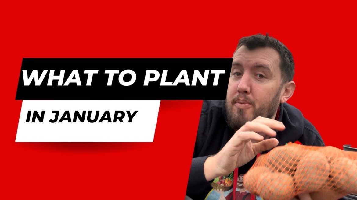 Seeds to sow in January - How to start your gardening journey in 2023