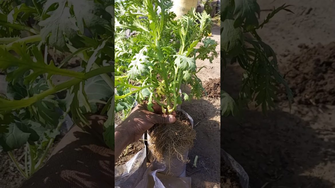 Guldaudi plant #shorts #youtubeshorts #short #gardening