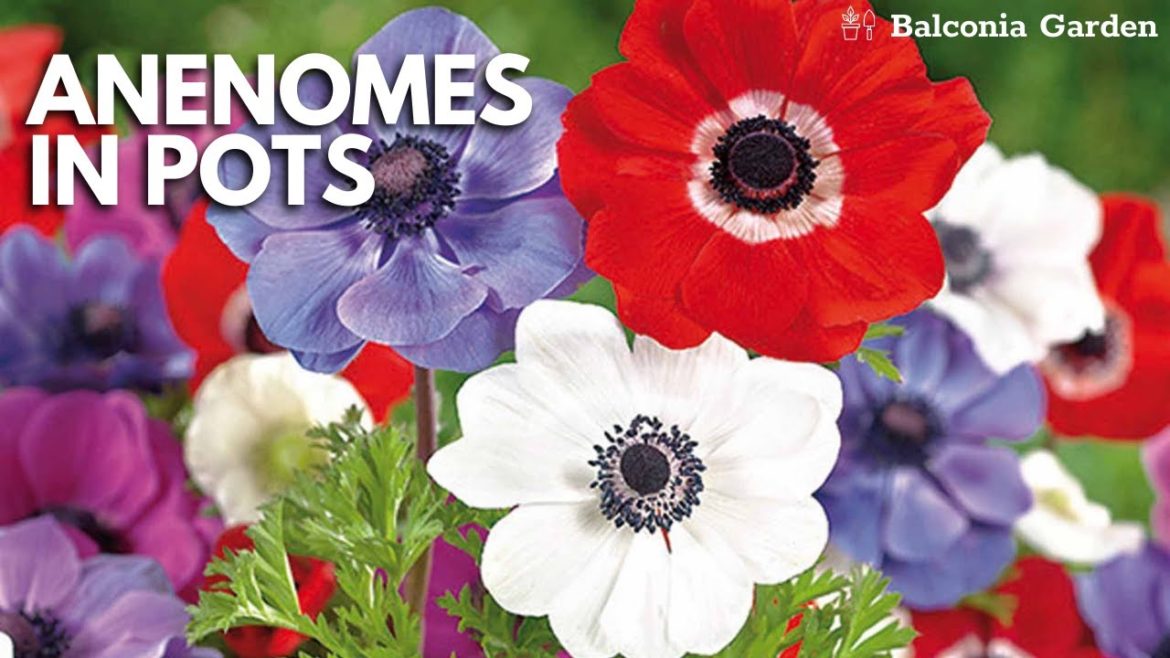 How To Plant Anenome 'De Caen' Corms Into Pots | Balconia Garden