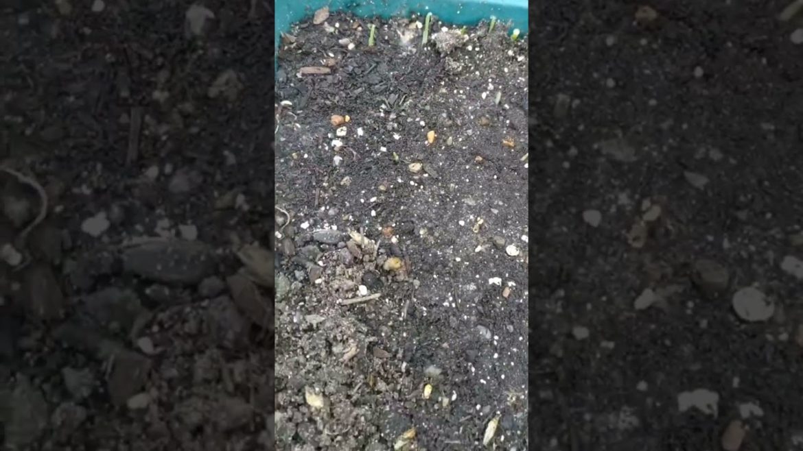 vegetable gardening vegetable gardening Bird seed update ๐๐ฆ can you identify this little guy? ๐ค vegetable gardening vegetable gardening Bird seed update ๐๐ฆ can you identify this little guy? ๐ค