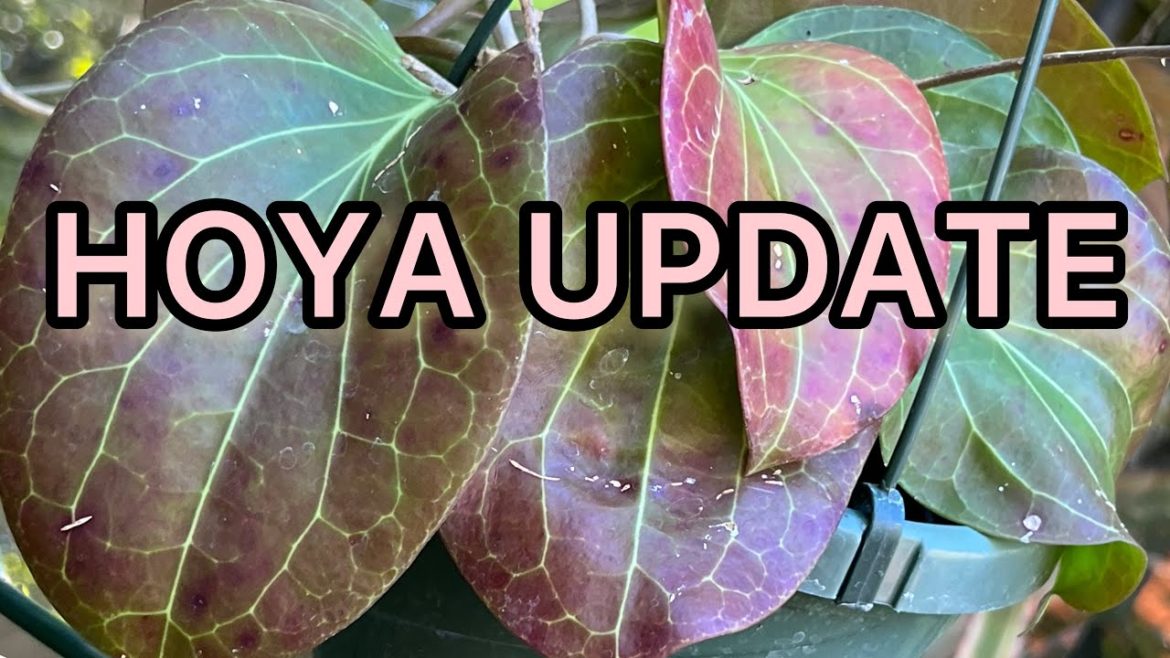 HOYAS - Update and Garden Walk #hoyas #urbanjungle