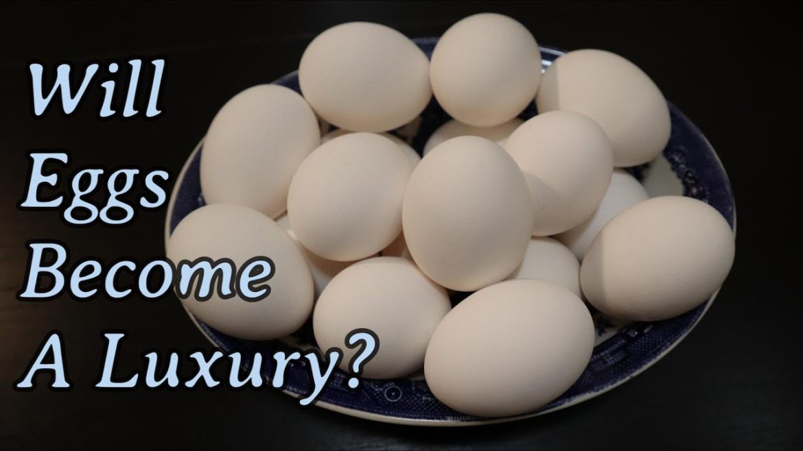 Will Eggs Become A Luxury?