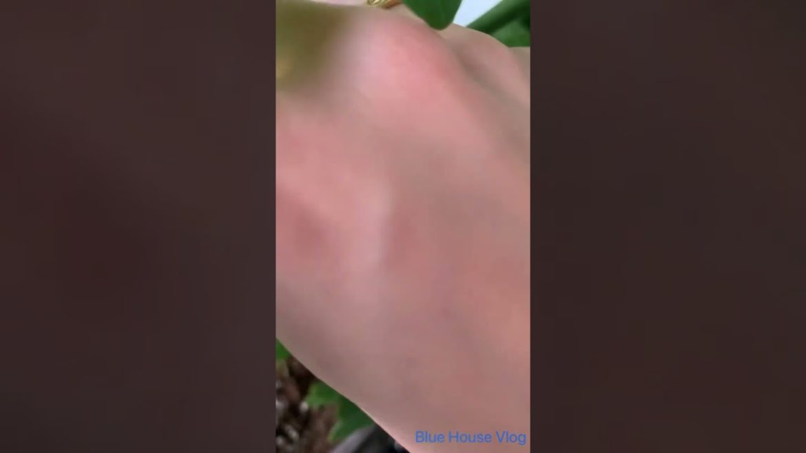 【Gardening】일본 와이프의 베란다정원 드디어 성공🍅Japanese Wife’s Gardening in 2022|Blue House Vlog#30#shorts 【Gardening】일본 와이프의 베란다정원 드디어 성공🍅Japanese Wife’s Gardening in 2022|Blue House Vlog#30#shorts