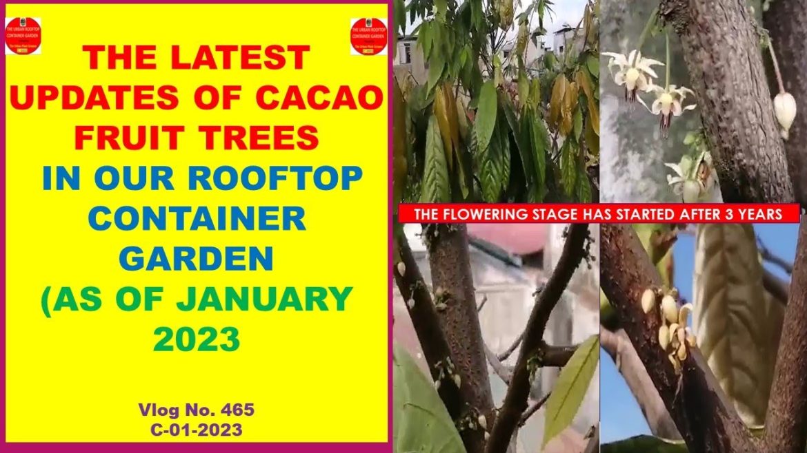The Latest Updates of Cacao Fruit Trees In Our Rooftop Container Garden as of January 2023 The Latest Updates of Cacao Fruit Trees In Our Rooftop Container Garden as of January 2023
