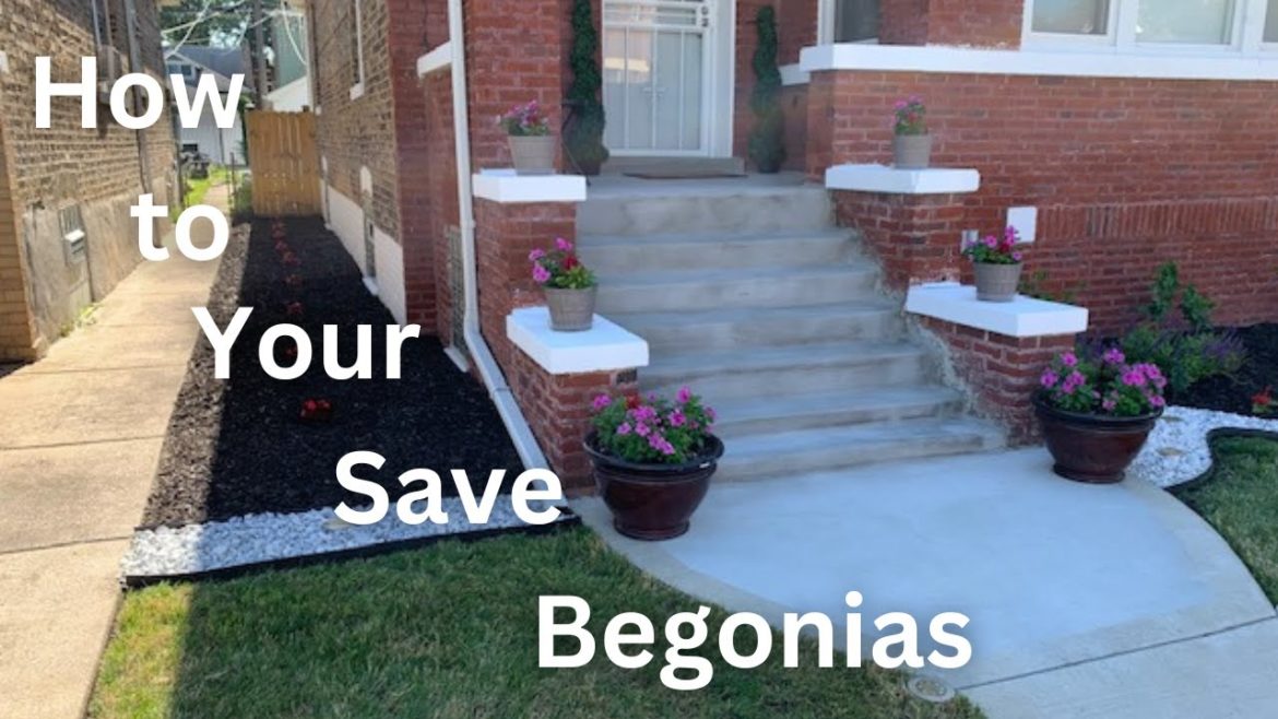 How to Save Your Begonias (Whitley & Chill Season 3, Episode 8) How to Save Your Begonias (Whitley & Chill Season 3, Episode 8)