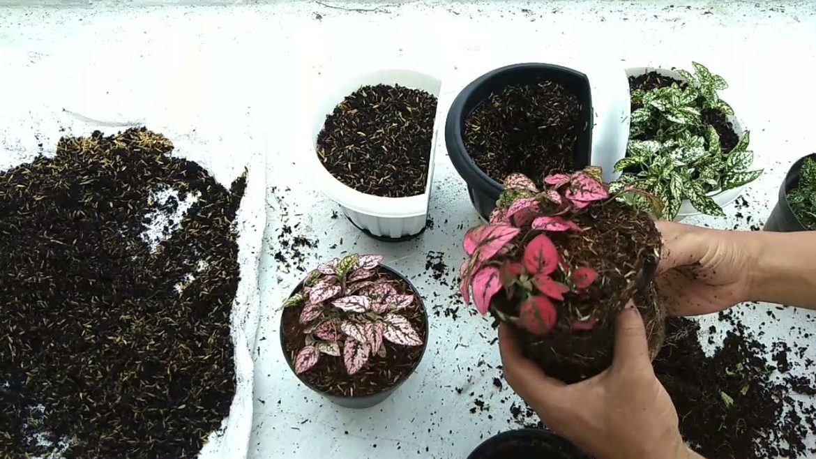 How to Change Soil indoor Plants or Houseplants- Gardening Tips How to Change Soil indoor Plants or Houseplants- Gardening Tips