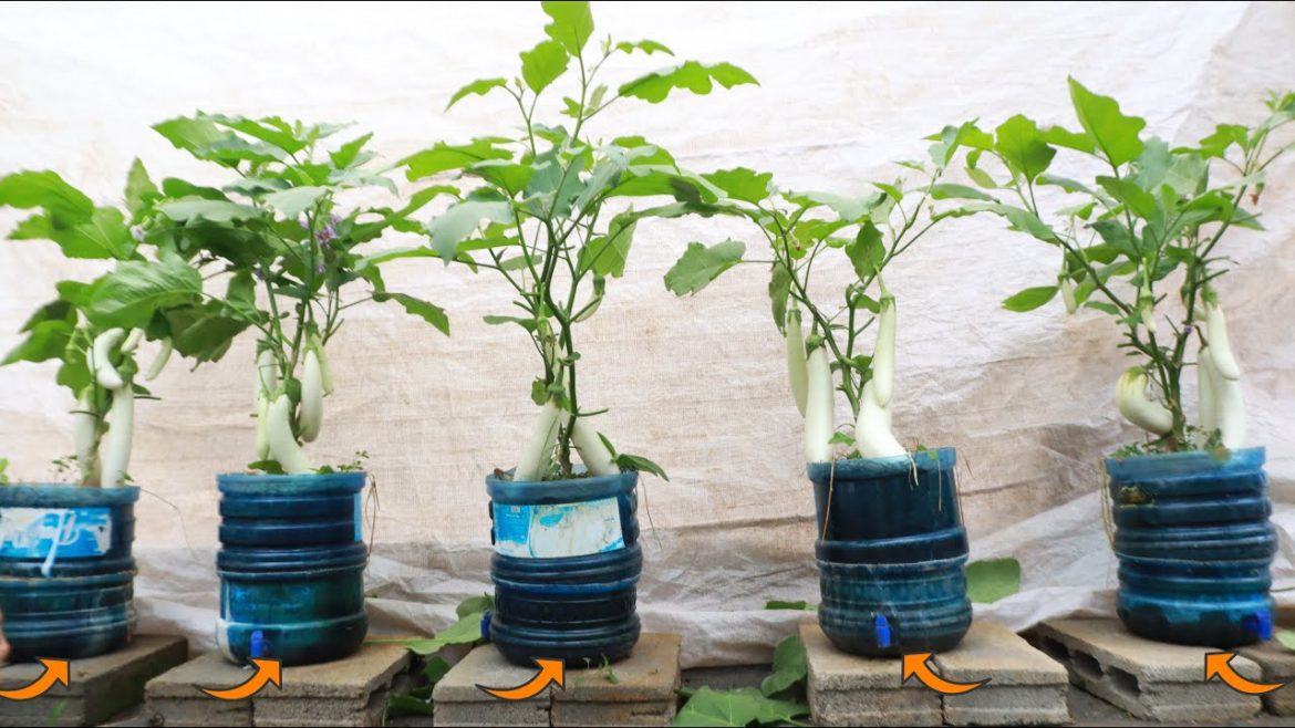 Growing long white eggplants laden with fruit by the self-watering method