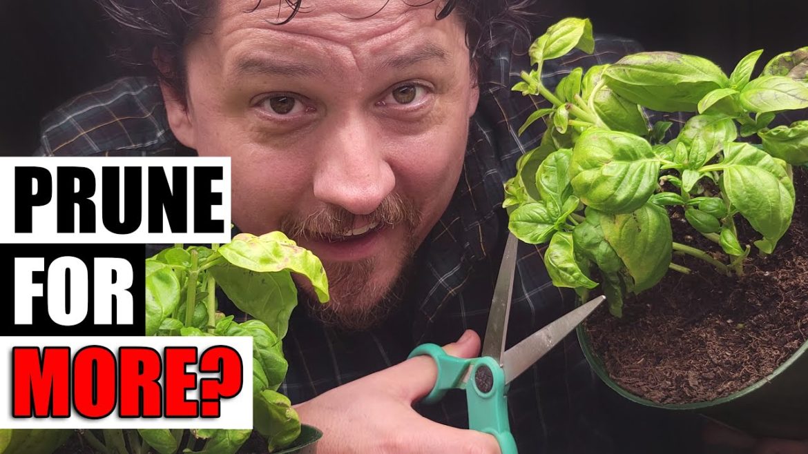 Harvest Unlimited Basil - Garden Quickie Episode 116