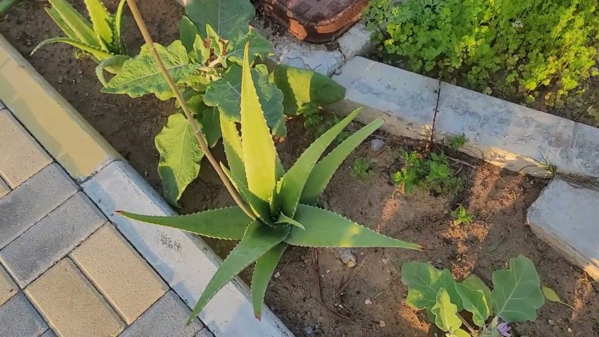 Tiny Backyard Garden Tour || Hope for Best Channel 2021