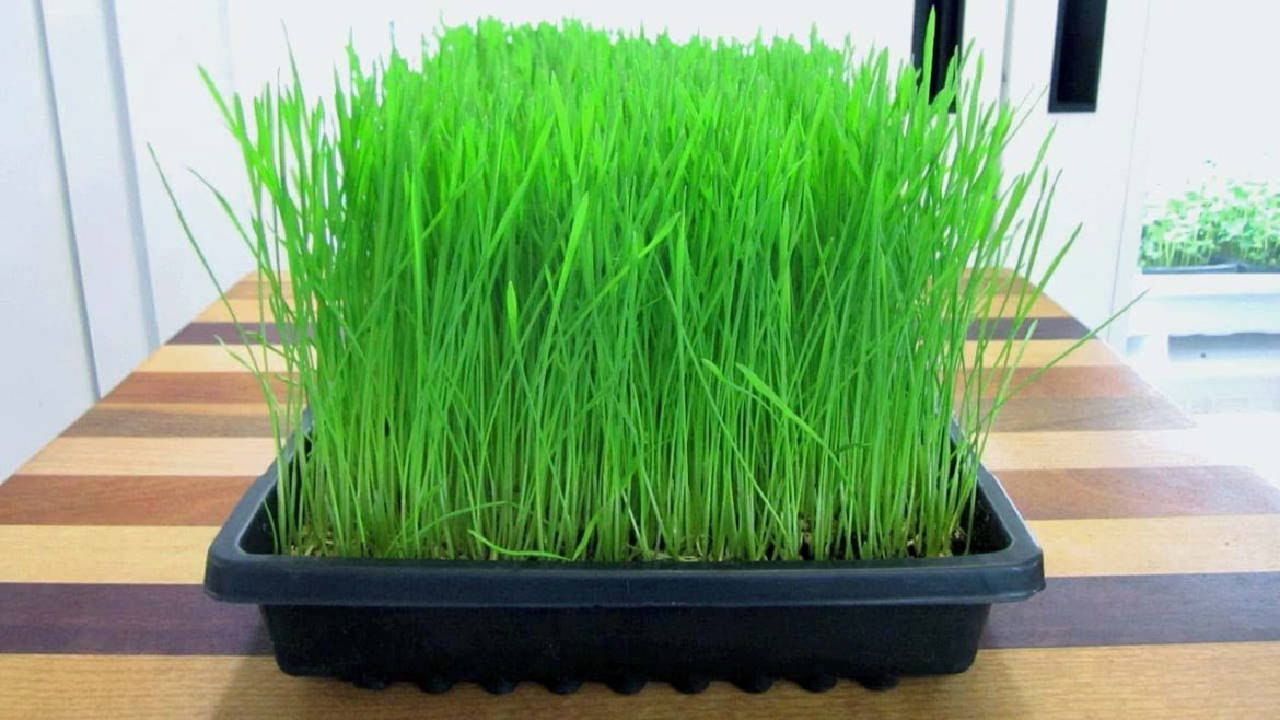 Easy Ways To  Grow Wheatgrass at Home - Gardening Tips