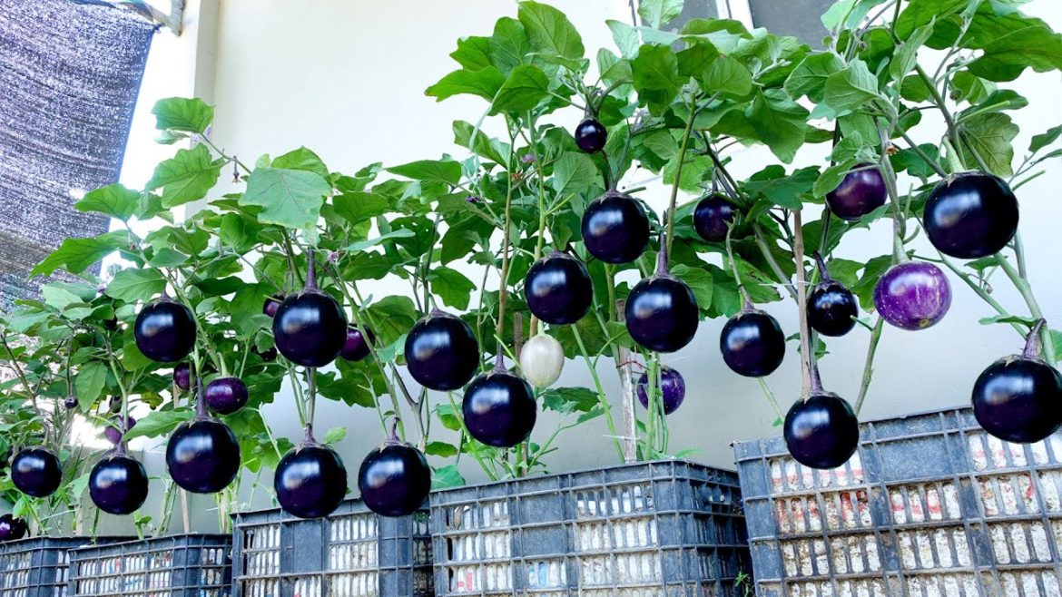 Specialty eggplants, king eggplants, giant eggplants are super delicious and easy to grow