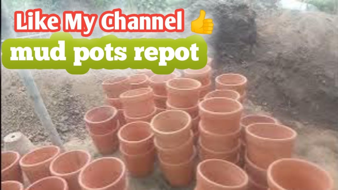 gardening plants #gardening  #gardening tips