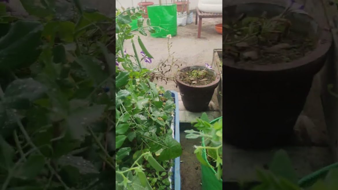 beautiful vegetables garden#shorts #containergardening