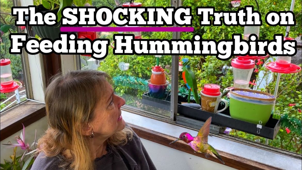 SHOCKING TRUTH Feeding 1000’s of Hummingbirds Daily is it WORTH It, DIY Hummingbird Formula Recipe SHOCKING TRUTH Feeding 1000’s of Hummingbirds Daily is it WORTH It, DIY Hummingbird Formula Recipe