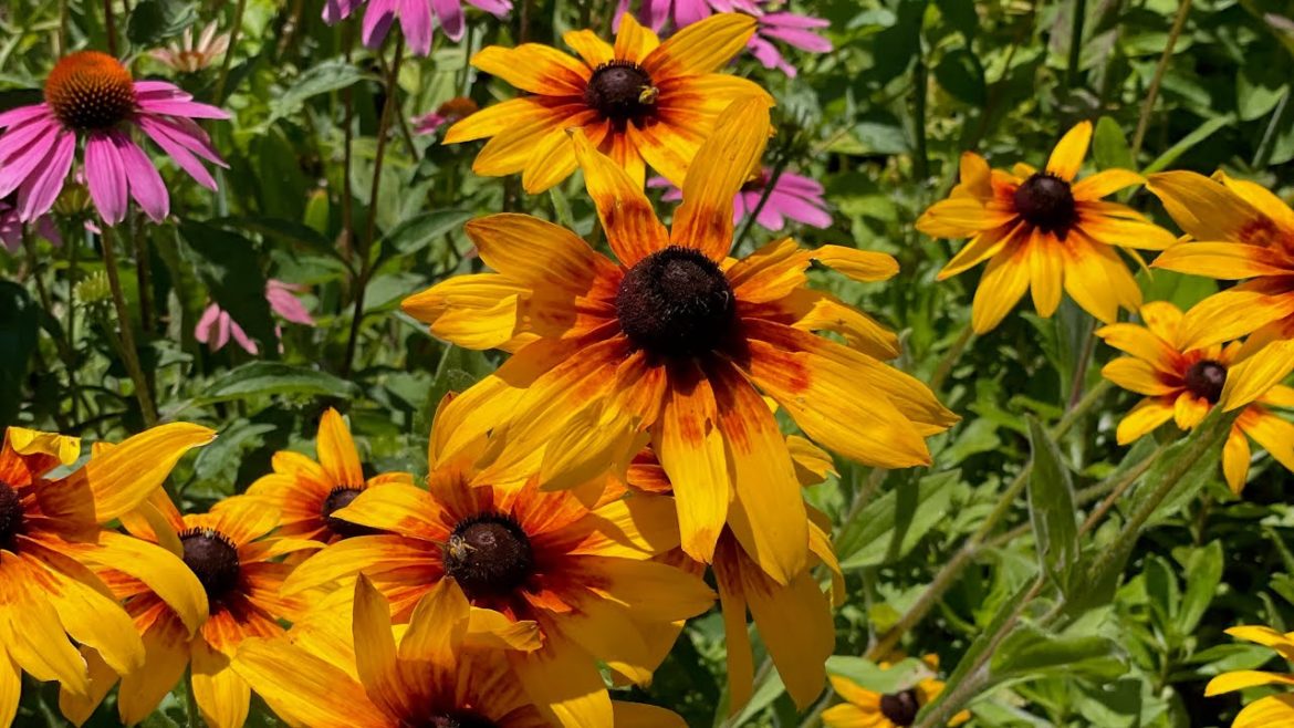 2022 was a Busy Year for the Arbor Garden Club of Clinton, CT