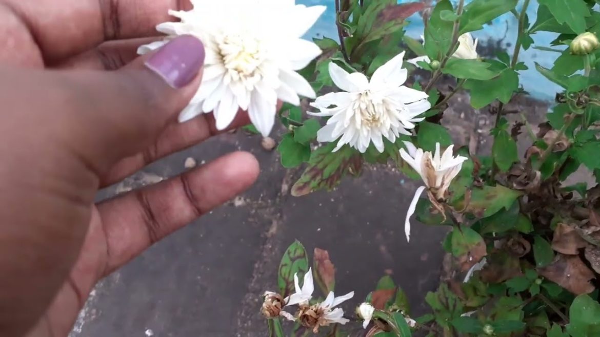 மாடியில் பூத்து குலுங்கும் செவந்தி பூ 🌸🌼 | Gardening Tips and Ideas | AJ's Home Garden மாடியில் பூத்து குலுங்கும் செவந்தி பூ 🌸🌼 | Gardening Tips and Ideas | AJ's Home Garden