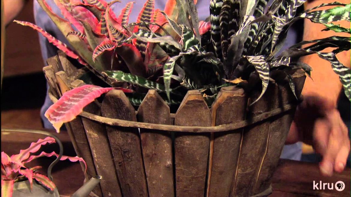 Easy plants for styled up recycled containers|John Dromgoole |Central Texas Gardener